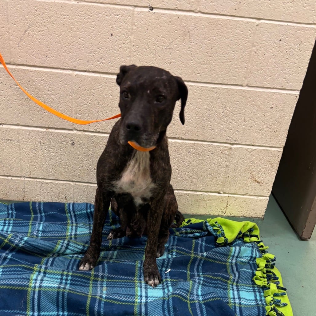 Photo of Brooklyn, adoptable senior Mixed Breed (Medium)