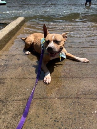 Photo of Mona Lisa, adoptable senior dog in Atlanta, Georgia