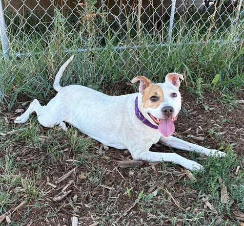 Photo of Quinn, adoptable senior American Pit Bull Terrier in Denver, Colorado