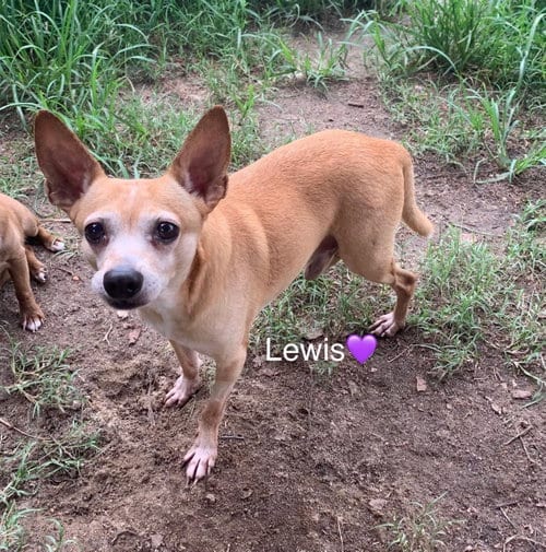 Photo of Lewis [bonded to Steve], adoptable senior Chihuahua in Holly Springs, North Carolina