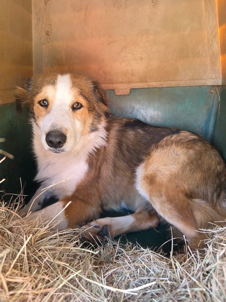 Photo of Heartland No. 93 (Missy), adoptable senior Border Collie in Texas