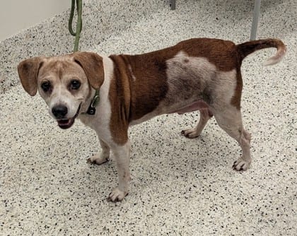Photo of Clark, adoptable senior dog in Atlanta, Georgia