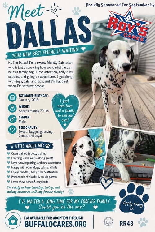 Photo of Dallas, adoptable senior Dalmatian in Tonawanda, New York