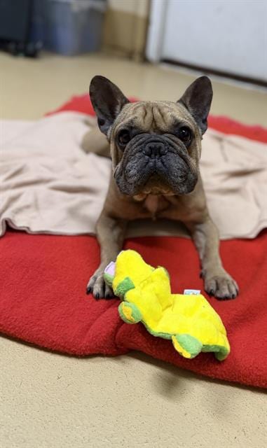 Photo of Waffles, adoptable senior French Bulldog in Chula Vista, California