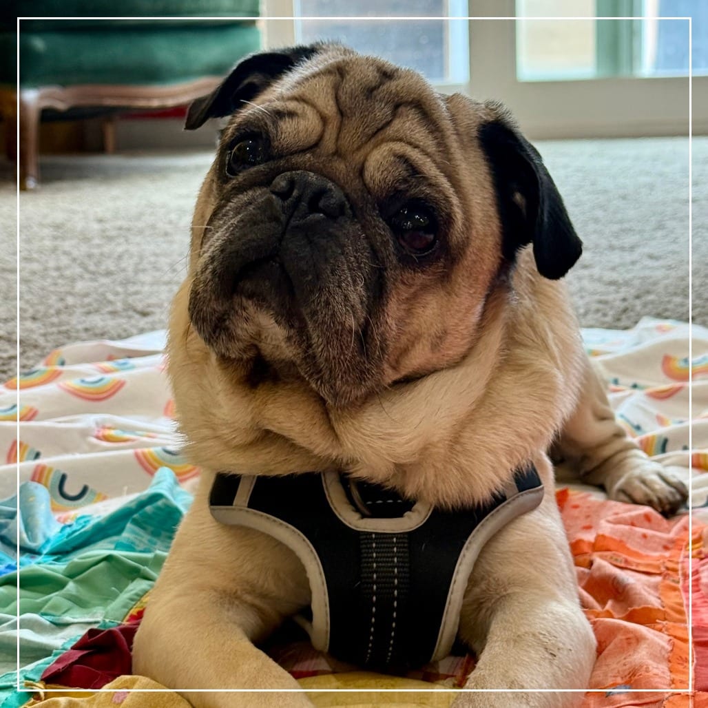 Photo of Spud, adoptable senior Pug in California, California