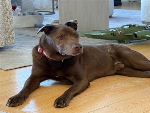 Photo of Robert, adoptable senior Labrador Retriever in Las Vegas, Nevada