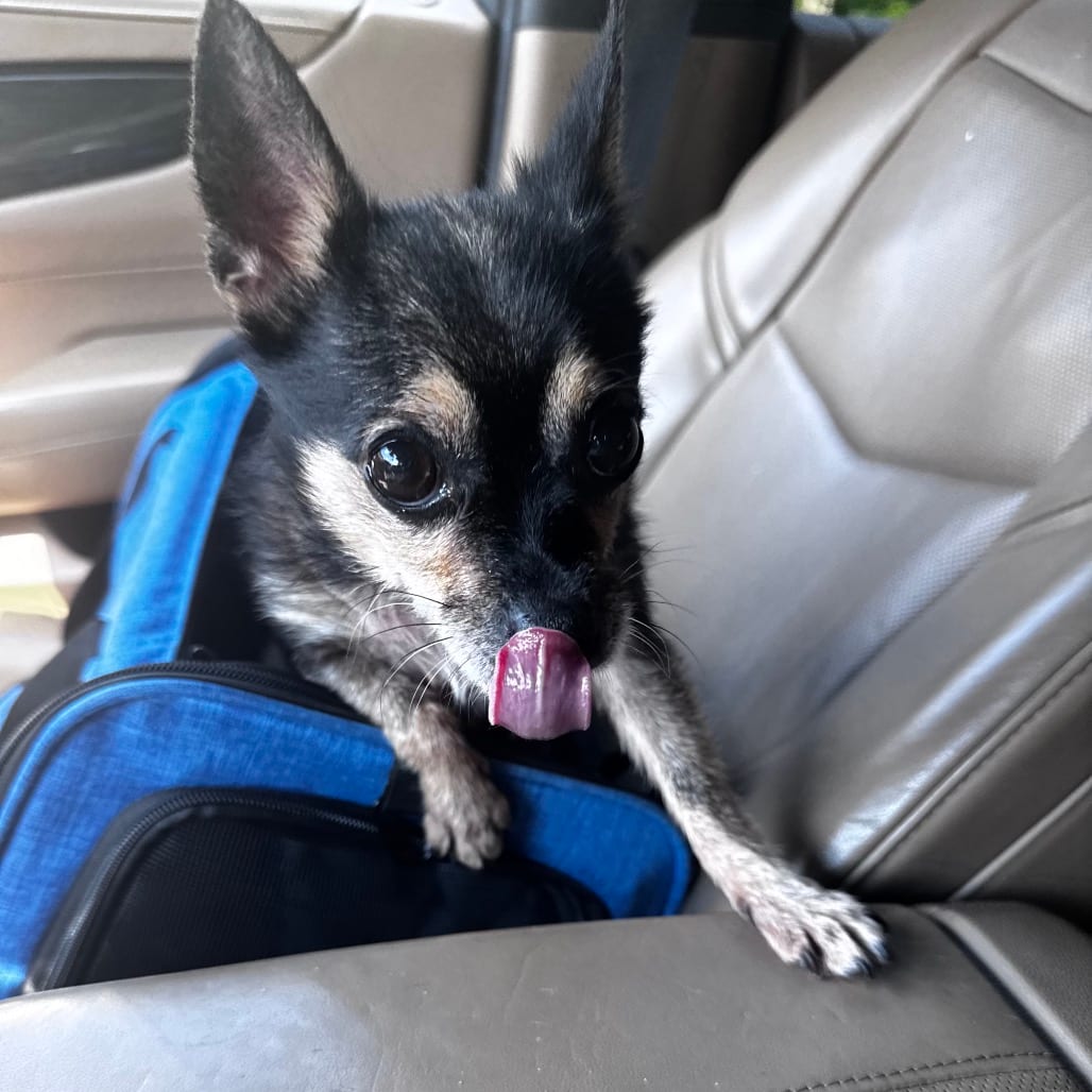 Photo of Chi Chi, adoptable senior Mixed Breed (Small) in Georgia, Georgia