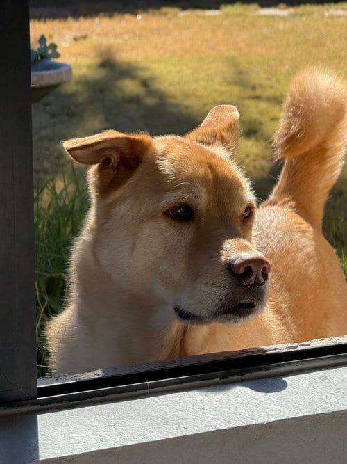Photo of Robin, adoptable senior Golden Retriever in Chandler, Arizona