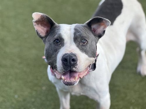Photo of Petunia, adoptable senior Pit Bull Terrier in Waco, Texas