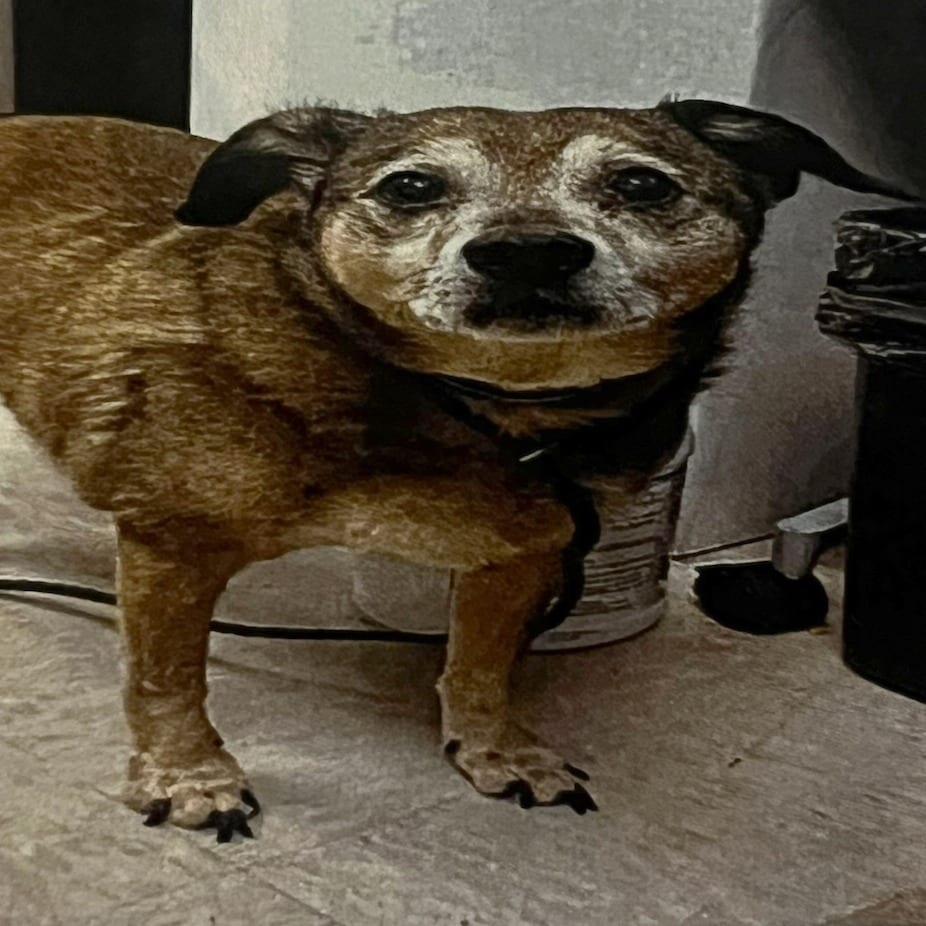 Photo of Orlandez, adoptable senior Mixed Breed (Medium) in St. Louis, Missouri