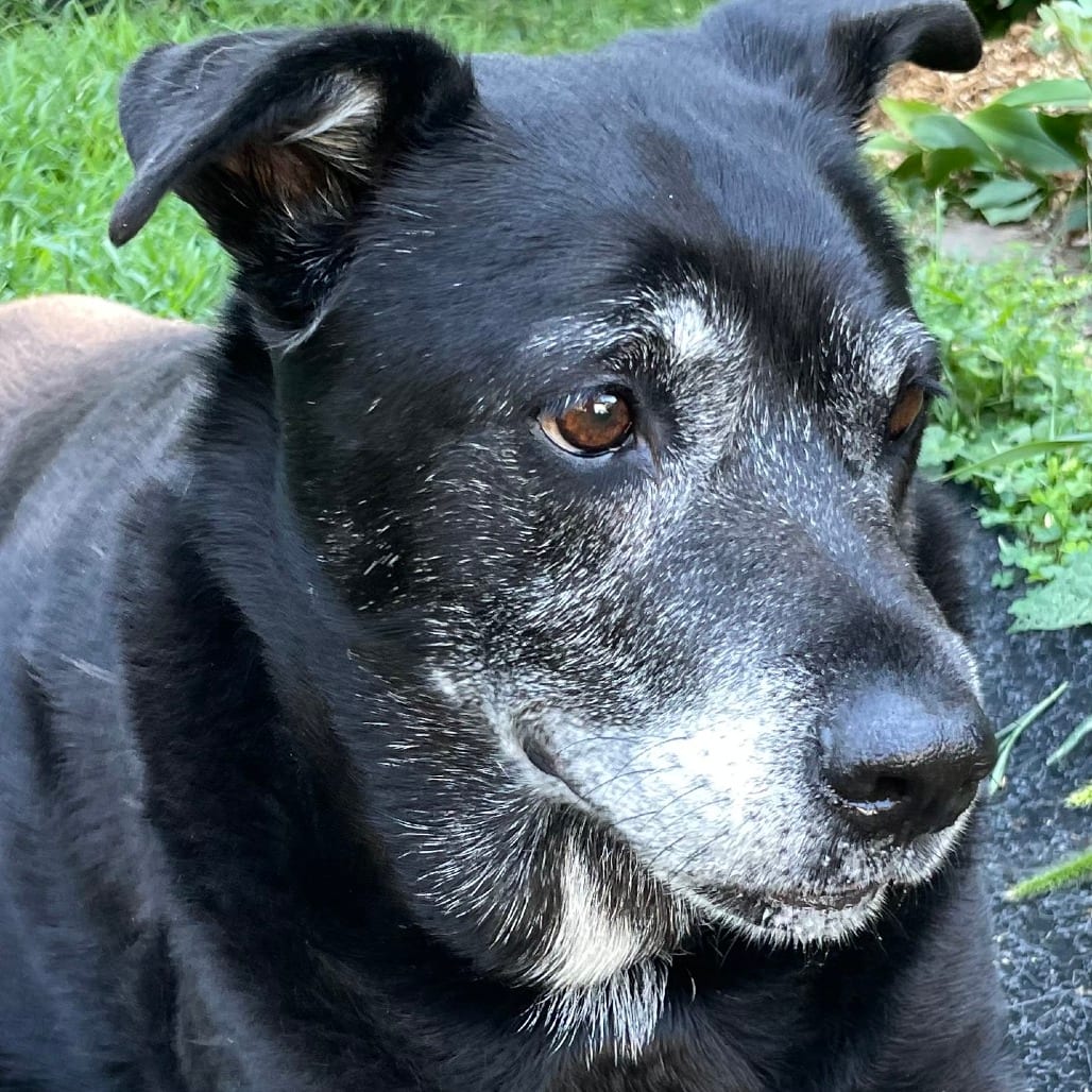 Photo of Pearl D11732, adoptable senior Retriever, Labrador / Shepherd, German in Princeton area, Minnesota