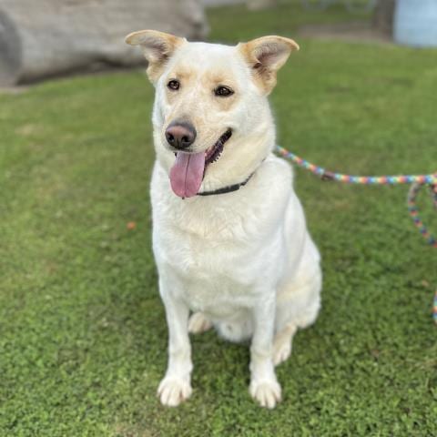 Photo of Alif, adoptable senior German Shepherd Dog in Camarillo, California