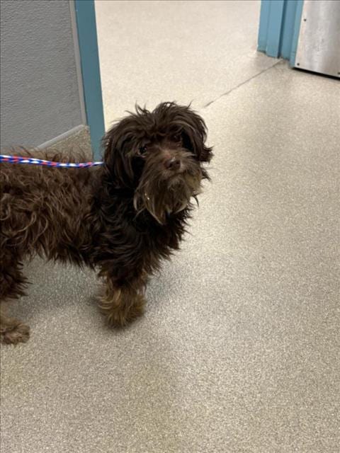 Photo of William, adoptable senior Yorkshire Terrier Yorkie in Las Vegas, Nevada
