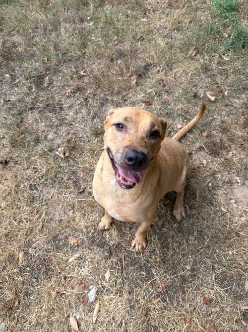 Photo of Janet 3's company, adoptable senior Labrador Retriever in Jackson, Mississippi