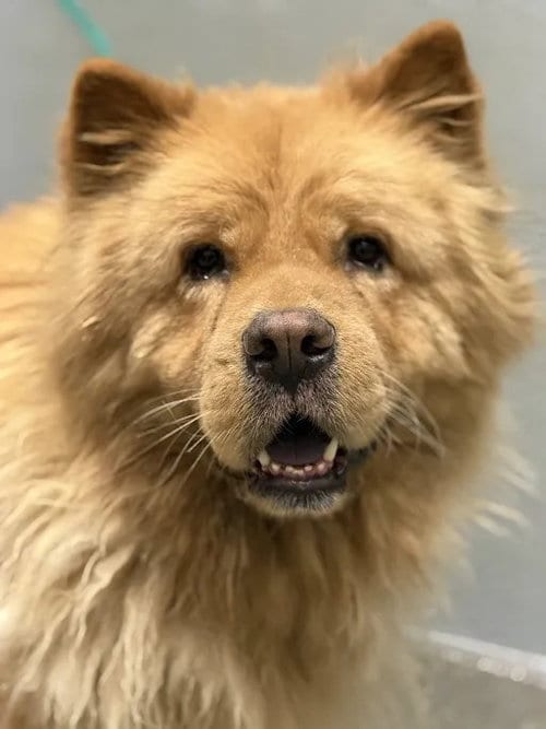 Photo of Bilbo Baggins, adoptable senior Chow Chow in Las Vegas, Nevada