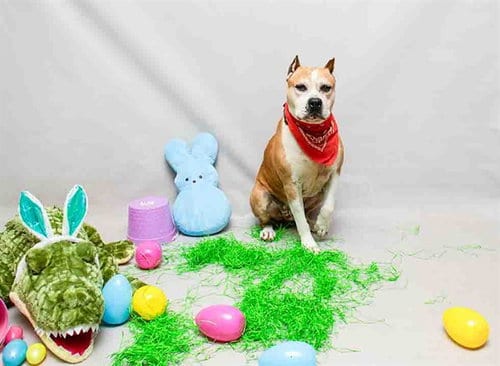 Photo of Rock, adoptable senior Terrier in Sanford, Florida