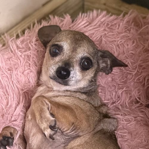 Photo of Dorian, adoptable senior Chihuahua in Yardley, Pennsylvania