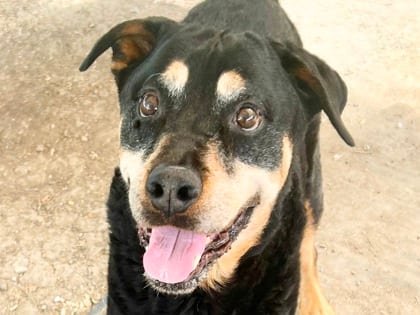 Photo of Sara, adoptable senior dog in Georgetown, Texas