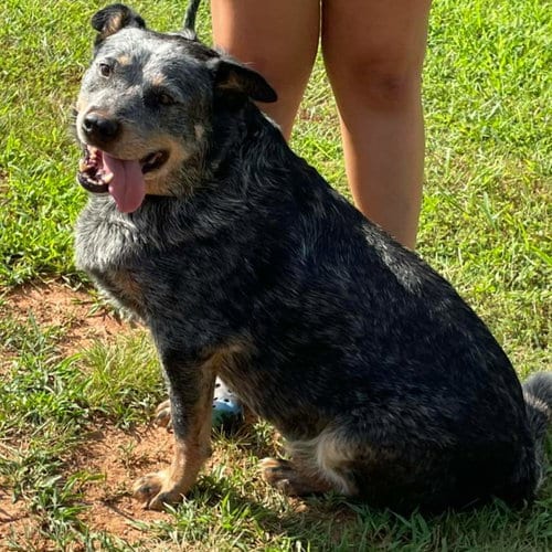 Photo of Hale (Old Man), adoptable senior Australian Cattle Dog/Blue Heeler in Rustburg, Virginia