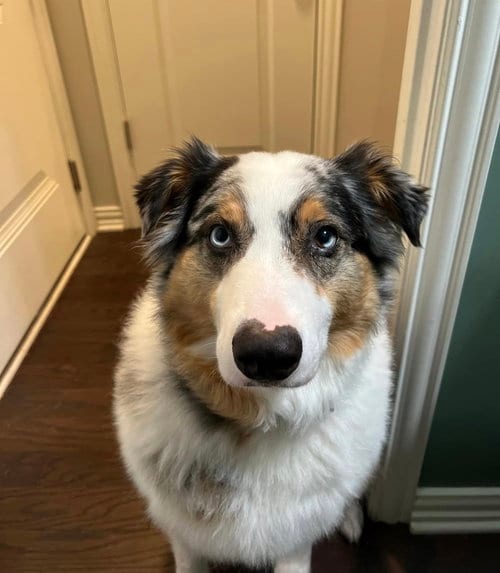 Photo of Rebel (cp), adoptable senior Australian Shepherd in Columbia, Tennessee