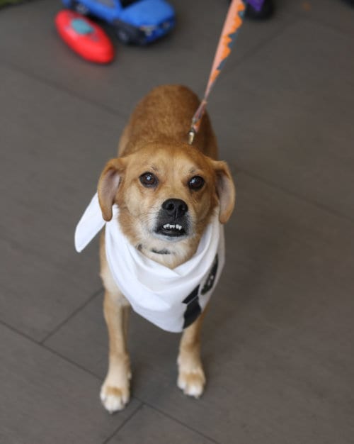 Photo of Jax- precious pug, adoptable senior Pug in Oakhurst, New Jersey