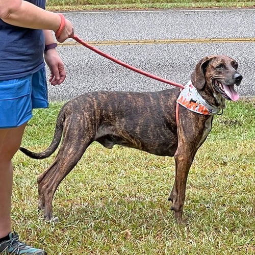 Photo of Dobby, adoptable senior Plott Hound in McCormick, South Carolina