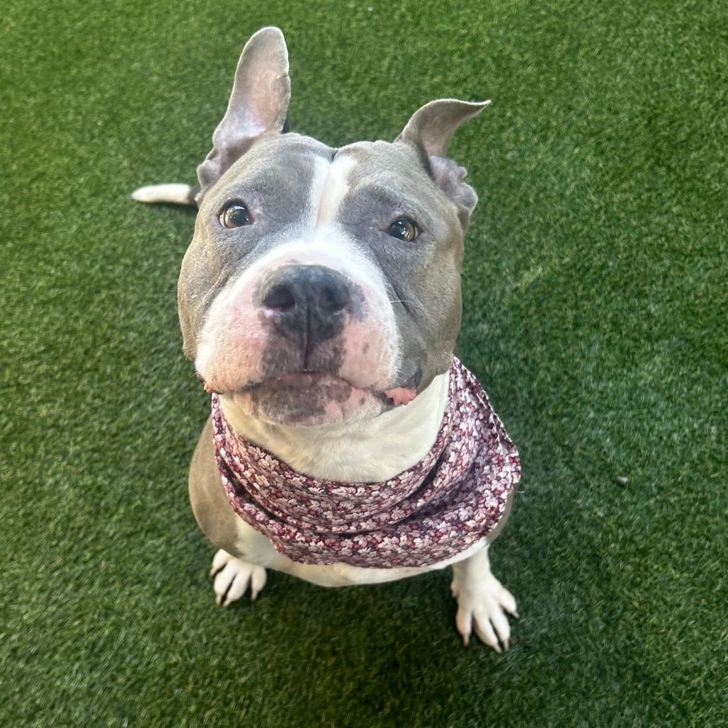 Photo of Mercedes, adoptable senior Mixed Breed (Large)