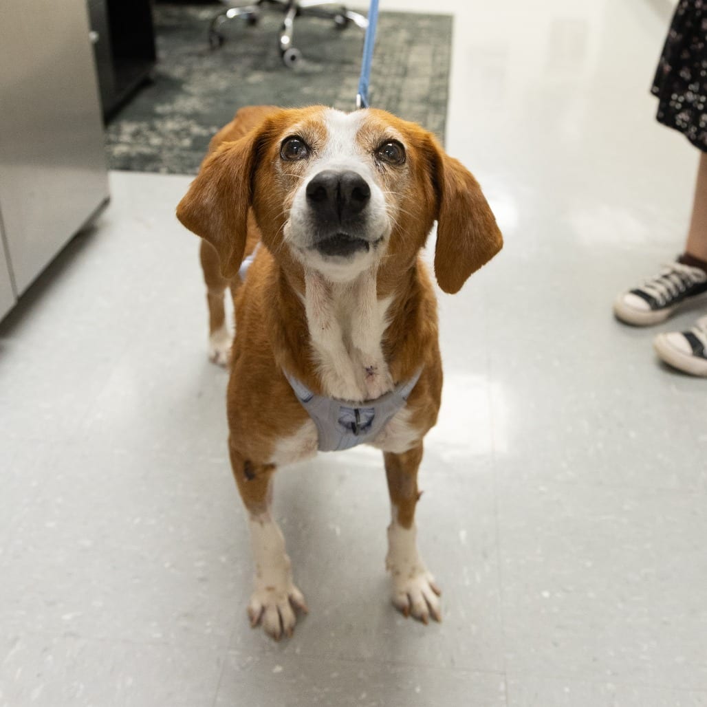 Photo of Kangaroo, adoptable senior Mixed Breed (Medium) in Gainesville, Florida