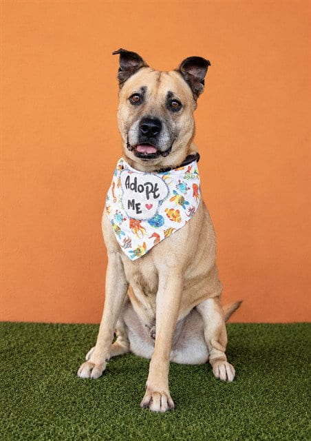 Photo of Melo, adoptable senior German Shepherd Dog in Miami, Florida