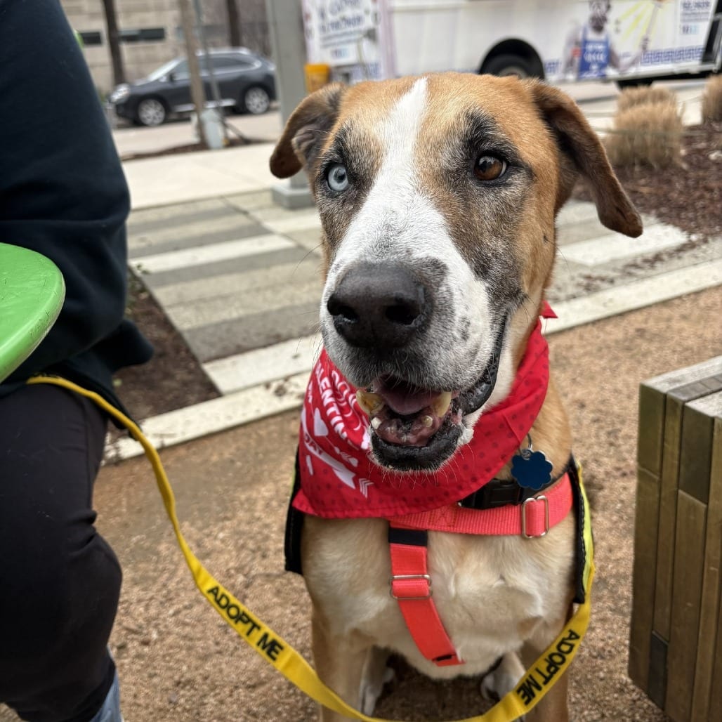 Photo of Teddy Bear, adoptable senior Great Dane / Mixed Breed (Large) in Dallas, Texas