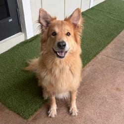 Photo of Zoey 1887, adoptable senior Golden Retriever Mixed Breed (Large) in Loxahatchee, Florida