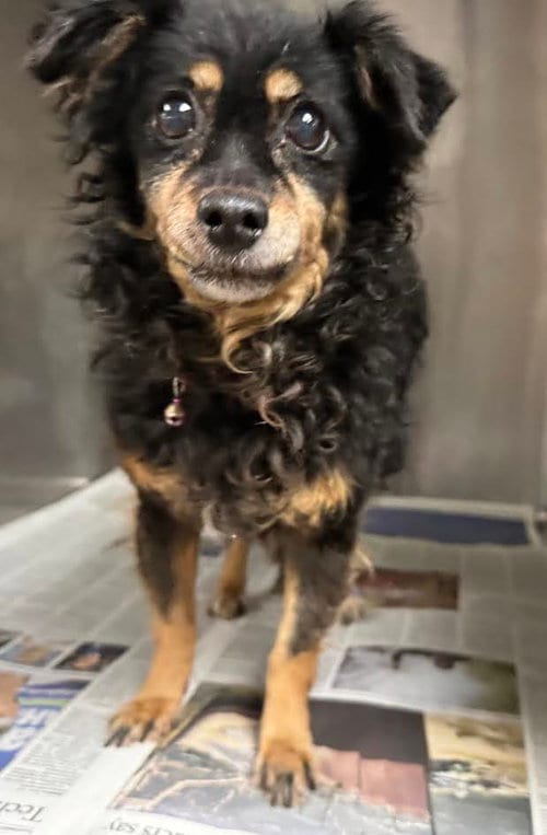 Photo of Lucy, adoptable senior Chihuahua in Van Nuys, California