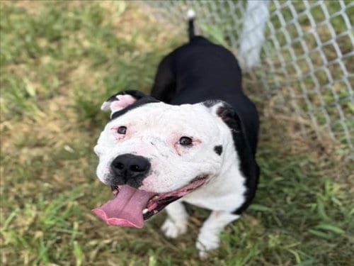 Photo of King Joeseph, adoptable senior Staffordshire Bull Terrier in Houston, Texas