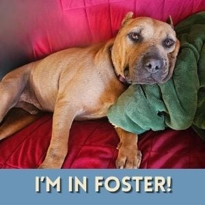 Photo of Cappy, adoptable senior Chinese Shar-Pei in Alameda, California