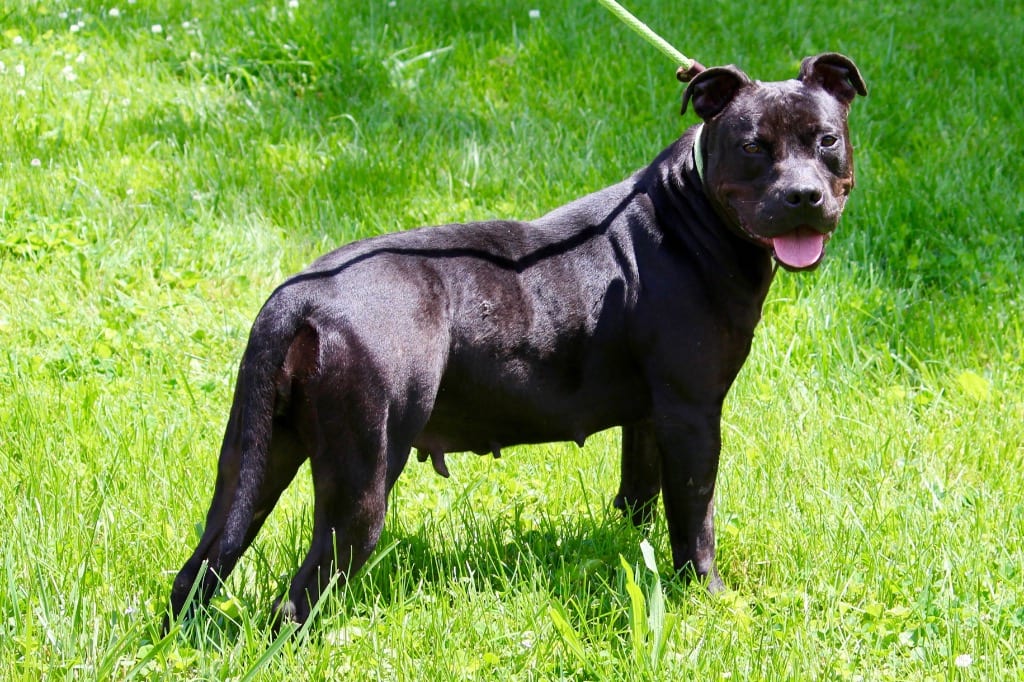Photo of Chantilly, adoptable senior Mixed Breed in Brazil, Indiana