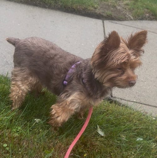 Photo of A Sandi, adoptable senior Yorkshire Terrier Yorkie in Allentown,, Pennsylvania