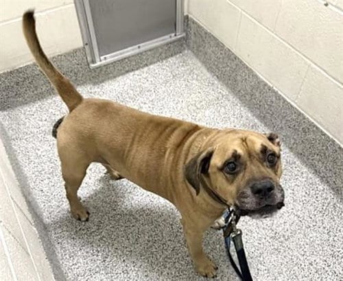 Photo of Soze, adoptable senior Pit Bull Terrier in Houston, Texas