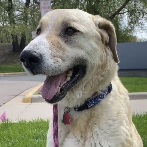 Photo of Winnie, adoptable senior Anatolian Shepherd in St. Paul, Minnesota