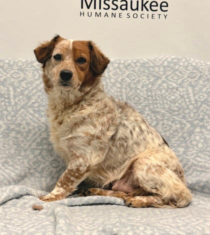 Photo of Daisy (7211), adoptable senior Spaniel in Lake City, Michigan