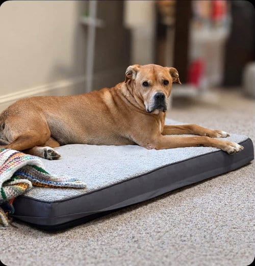 Photo of Mysti, adoptable senior Hound in New Oxford, Pennsylvania