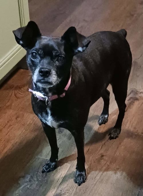 Photo of Gigi, adoptable senior Boston Terrier in Arlington, Virginia