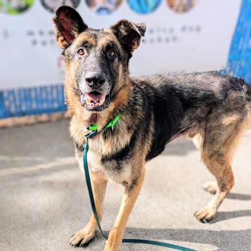 Photo of August, adoptable senior German Shepherd Dog in Oakland, California