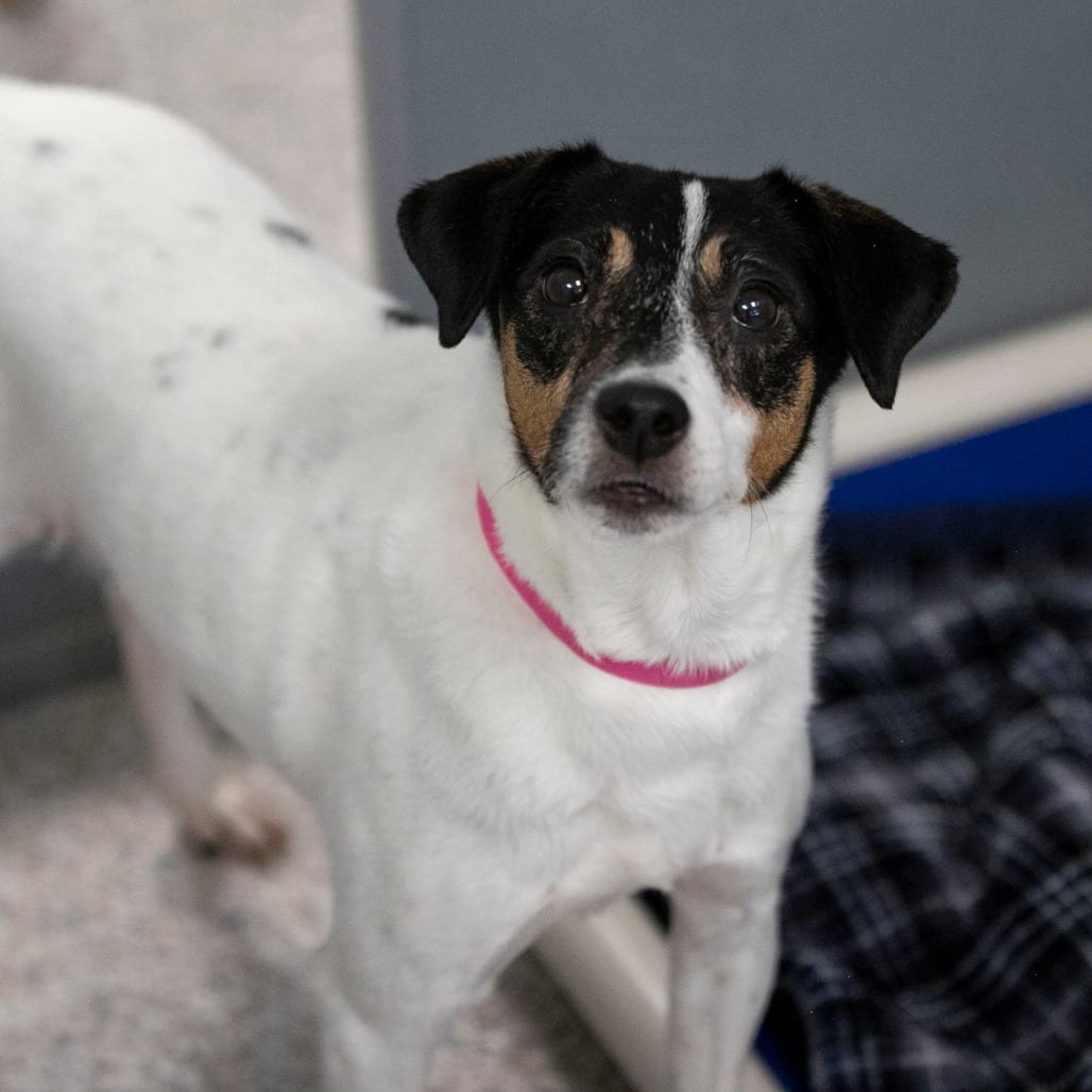 Photo of Velcro (AG26-27), adoptable senior Terrier, Rat in Colorado Springs, Colorado
