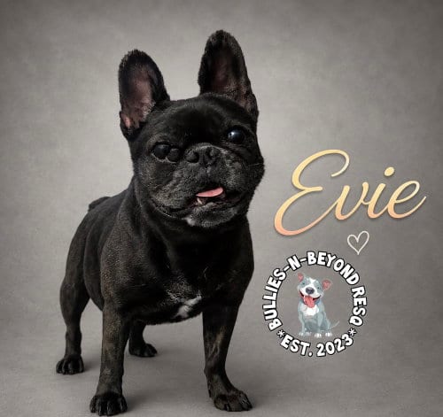 Photo of Evie, adoptable senior French Bulldog in Omaha, Nebraska