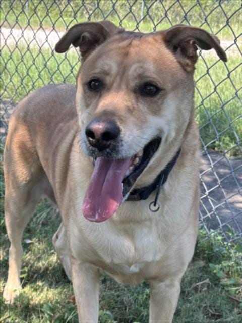 Photo of Rockie, adoptable senior Labrador Retriever in Texas City, Texas