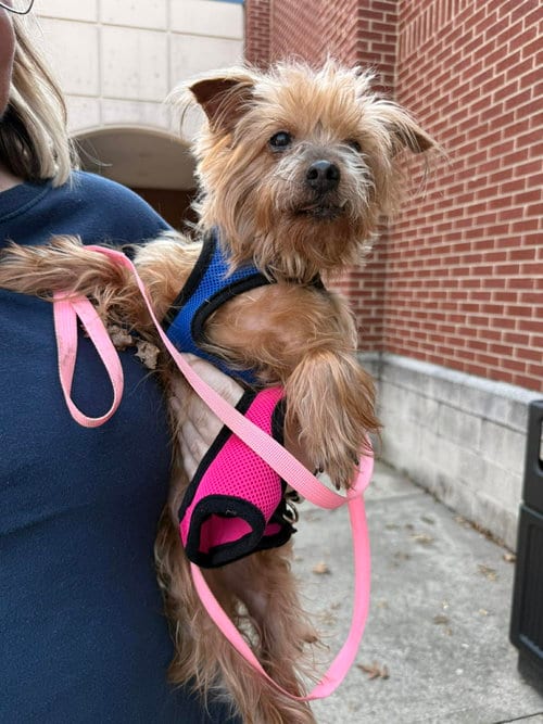 Photo of Tilly, adoptable senior Yorkshire Terrier Yorkie in Holly Springs, North Carolina