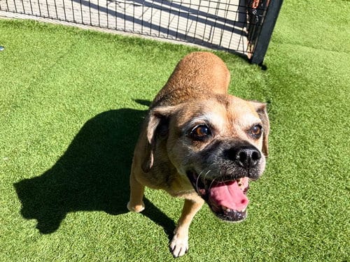 Photo of Lexi, adoptable senior Beagle in Orange, California