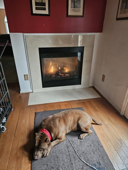Photo of Caesar, adoptable senior American Pit Bull Terrier in Baltimore, Maryland