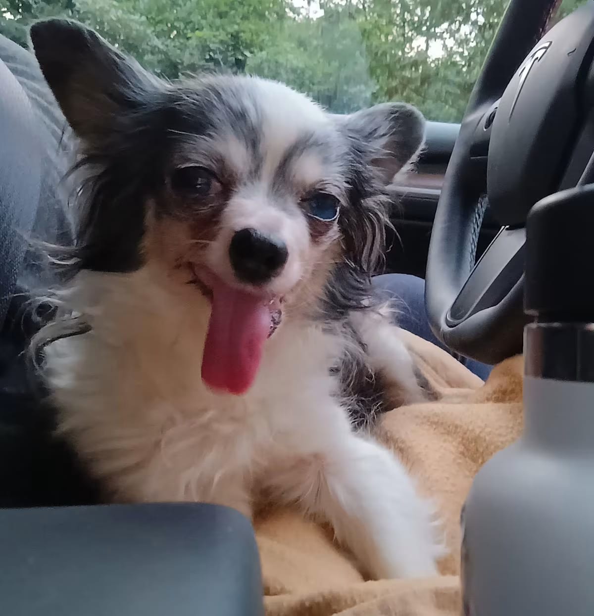 Photo of Asha, adoptable senior Papillon Chihuahua in Rockville, Maryland