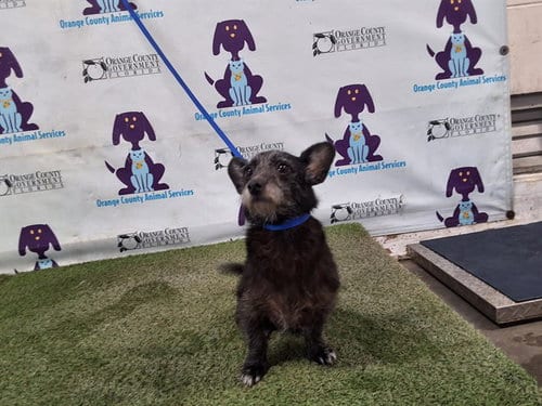 Photo of Lil'Bit, adoptable senior Norfolk Terrier in Orlando, Florida